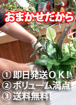 ����¨��ȯ���ϣˡ����˥ܥ�塼����������������̵����